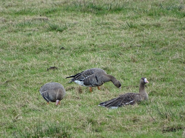 姆巴佩PK哈兰德！世界杯分组出炉，阿根廷收获大礼包，诞生5大不可思议